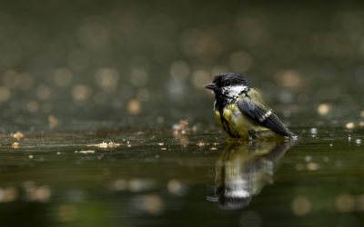 Foto’s met reflectie