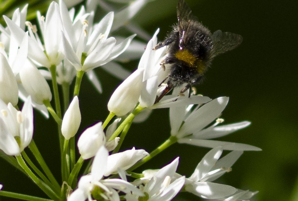 Door de ogen van een insect