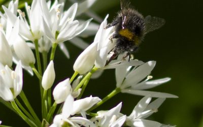 Door de ogen van een insect